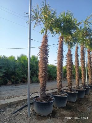 Hanfpalme - Trachycarpus fortunei - 275 cm inkl. Topf kaufen