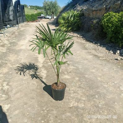 Hanfpalme - Trachycarpus fortunei - 80 cm inkl. Topf kaufen