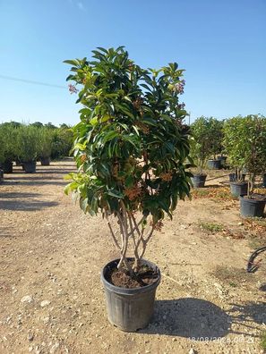 Pflanze - Schneeball - Mehrstämmig -Viburnum lucidum - 190 cm inkl. Topf kaufen