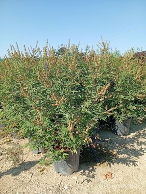 Pflanze - Mönchspfeffer - Vitex agnus castus latifolia - 160 cm inkl. Topf kaufe