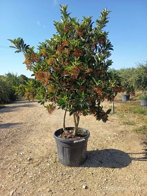 Pflanze - Schneeball - Viburnum odoratissimum coppertop ® - 160 cm inkl. Topf ka