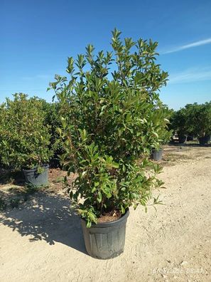 Pflanze - Schneeball - Viburnum tinus - 250 cm inkl. Topf kaufen