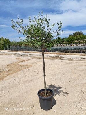 10-jährig Olivenbaum - Olea Europaea - 100 cm