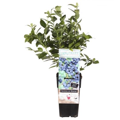 Heidelbeere Northcountry - Robust und ertragreich Die Heidelbeere Northcountry