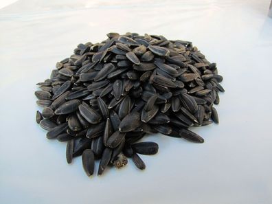 Sonnenblumenkerne schwarz 5kg, aus aktueller regionaler deutscher Ernte