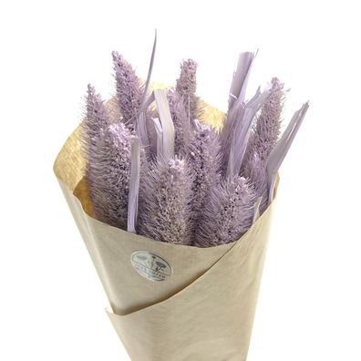 Kaemingk Trockenblumen Hirse Fliederfarben im Bündel 50 cm