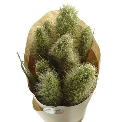 Kaemingk Trockenblumen Hirse Grün im Bündel ca. 50 cm