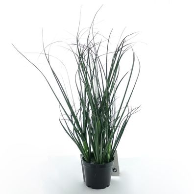 Kaemingk Drachenzahngras im schwarzen Topf 30 cm - Kunstpflanzen
