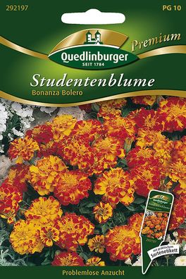 Quedlinburger Studentenblume Bonanza Bolero - Blumensamen