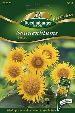 Quedlinburger Sonnenblume Sunspot - Blumensamen