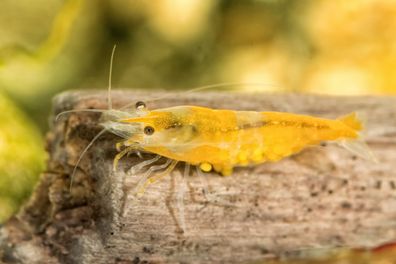 Tragende Yellow Fire Garnele - Gelbe Garnele - Neocaridina davidi "Yellow "