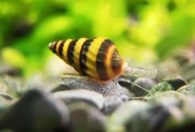 Raubturmdeckelschnecke - Anentome helena