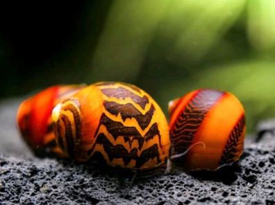 Rote Rennschnecke - Neritina (Vittina) waigiensis
