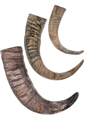 Trinkhorn, Büffel Horn, verschiedene Größen