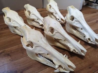 ECHTE XXL Wildschwein SAU EBER Schädel Knochen Präparat Trophäe LARP TOP PREIS
