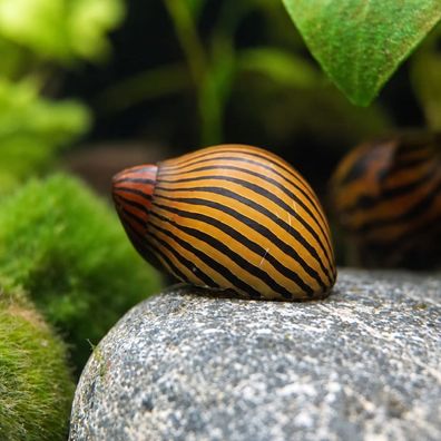 Zebra Rennschnecke – Neritina sp. – Algenfresser für Süßwasseraquarien