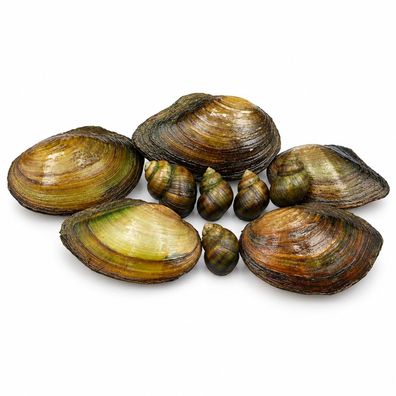 Muscheln & Schnecken Mix