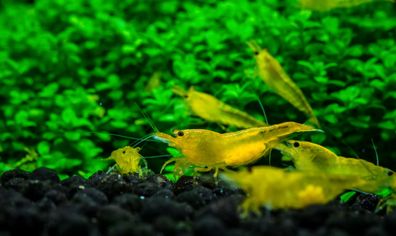 Yellow Fire Garnele - Gelbe Garnele - Neocaridina davidi "Yellow "