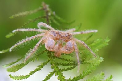 Thai Mikrokrabbe (Limnopilos naiyanetri)