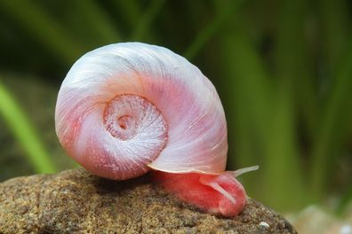 Posthornschnecke „Rosapink“