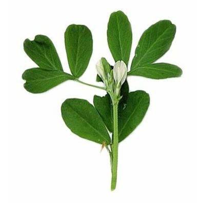 Excellent Fenugreek Fenegriek Eimer 1kg