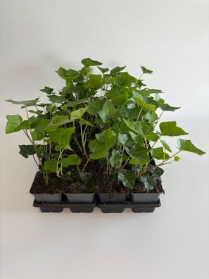 Irischer Efeu, Hedera hibernica Kletterpflanze Bodendecker, Topf 9 cm