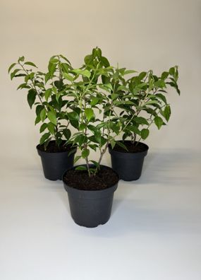 Kirschlorbeer Portugiesisch, 30-40 cm, Prunus lusitanica Angustifolia, Topf 1,3L