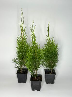 Thuja Smaragd Hecke, 40-50 cm, Lebensbaum, Topf 9 cm