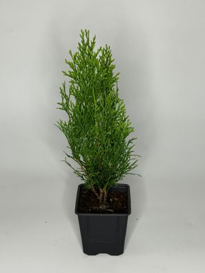 Thuja Smaragd Hecke, 30-35 cm, Lebensbaum, Topf 9 cm