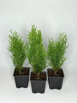 Thuja Smaragd Hecke, 35-40 cm, Lebensbaum, Topf 9 cm