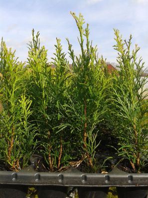 Thuja Smaragd Hecke, 25-30 cm, Lebensbaum, Topf 6 cm