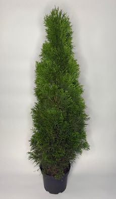 Thuja Smaragd Hecke, 50-60 cm, Lebensbaum, Topf 2 L