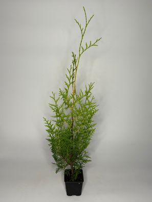Thuja Brabant Hecke, 50-60 cm, Lebensbaum, Topf 9 cm