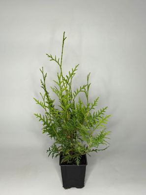 Thuja Brabant Hecke, 30-35 cm, Lebensbaum, Topf 9 cm