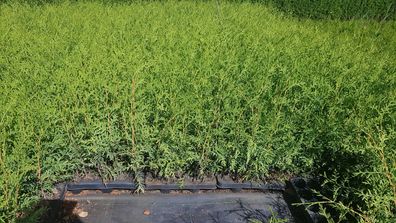 Thuja Brabant Hecke, 30-40 cm, Lebensbaum, Topf 6 cm