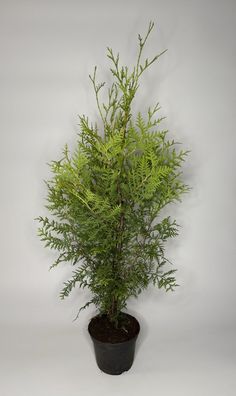 Thuja Brabant Hecke, 60-70 cm, Lebensbaum, Topf 2 L