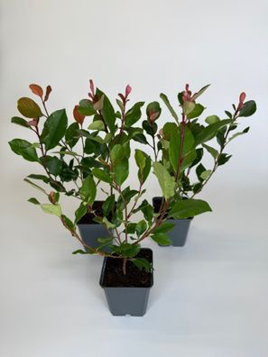 Glanzmispel Hecke, 20-25 cm, Photinia Red Robin, Topf 9 cm
