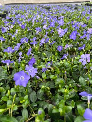 Kleines Immergrün blau, Vinca minor Bodendecker, Topf 9 cm