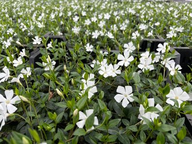 Kleines Immergrün weiß, Vinca minor Alba Bodendecker, Topf 9 cm