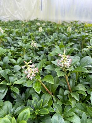 Dickmännchen Bodendecker, Pachysandra terminalis, Topf 9 cm