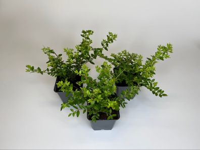 Heckenmyrte Maigrün Bodendecker, Lonicera nitida, Topf 9 cm