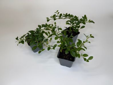 Zwergmispel Radicans Bodendecker, Cotoneaster dammeri, Topf 9 cm