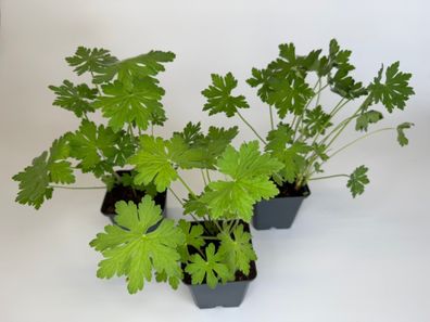 Felsen-Storchschnabel Bodendecker, Geranium macrorrhizum, Topf 9 cm