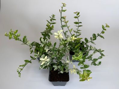 Spindelstrauch Harlequin, Euonymus Bodendecker, Topf 9 cm
