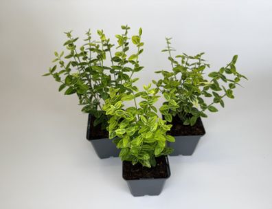 Spindelstrauch Emerald Gold, Euonymus Bodendecker, Topf 9 cm