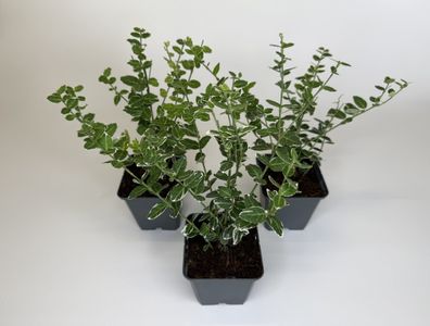 Spindelstrauch Emerald Gaiety, Euonymus Bodendecker, Topf 9 cm
