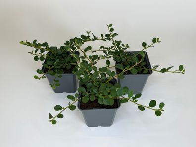 Zwergmispel Frieders Evergreen Bodendecker, Cotoneaster, Topf 9 cm