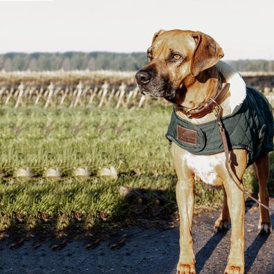 Kentucky Dogwear Hundedecke Dog coat 160g - Dunkelgrün