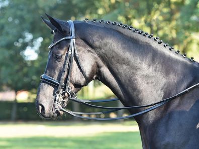 Busse Kandare LUXURY