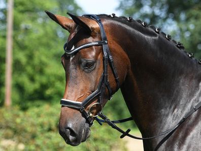 Busse Trense MODENA